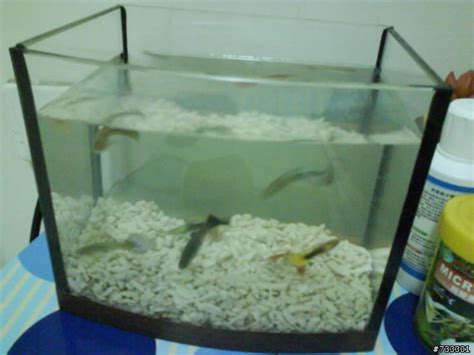 房間養小魚缸|關於房間養魚，請教建議